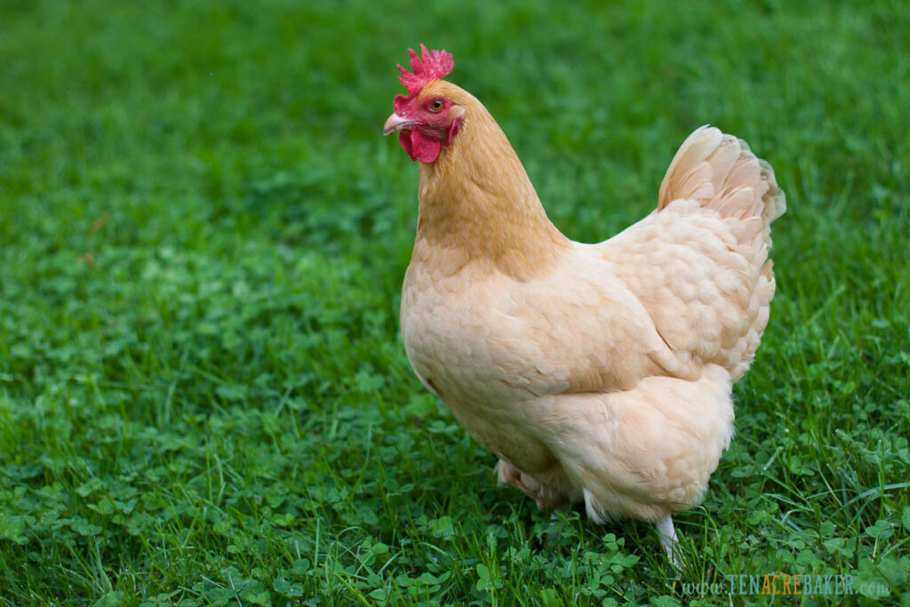 Free range Buff Orpington hen in a field of grass and clover