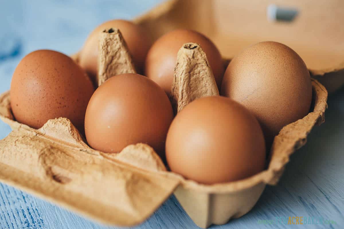 How Many Eggs Do Chickens Lay a Day? How to Maximize Production