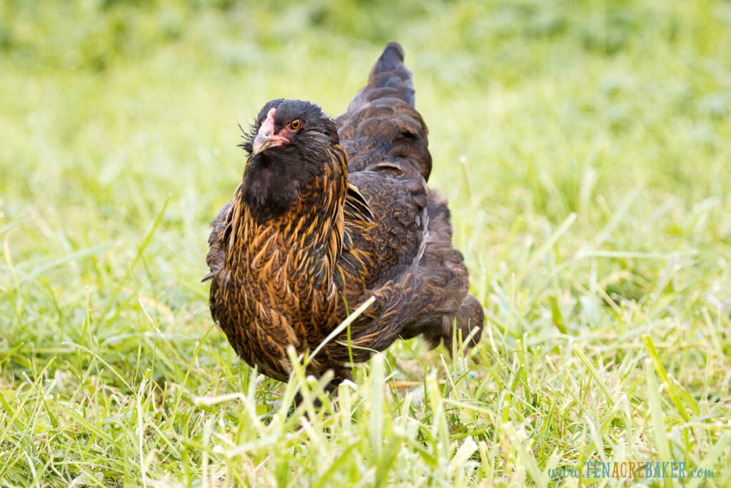 Full length view of a free range Easter Egger hen walking in the grass.