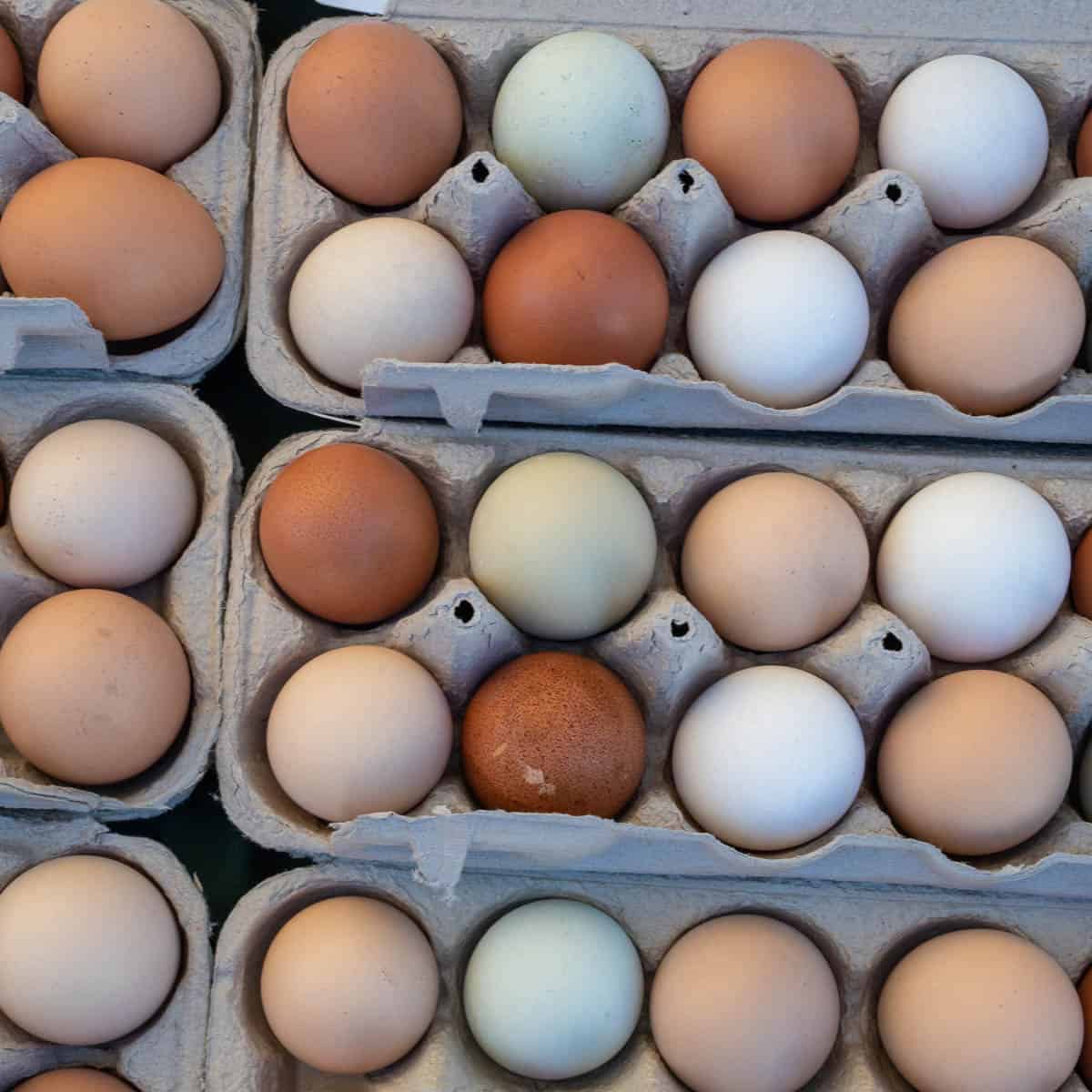 White Leghorn Egg Color