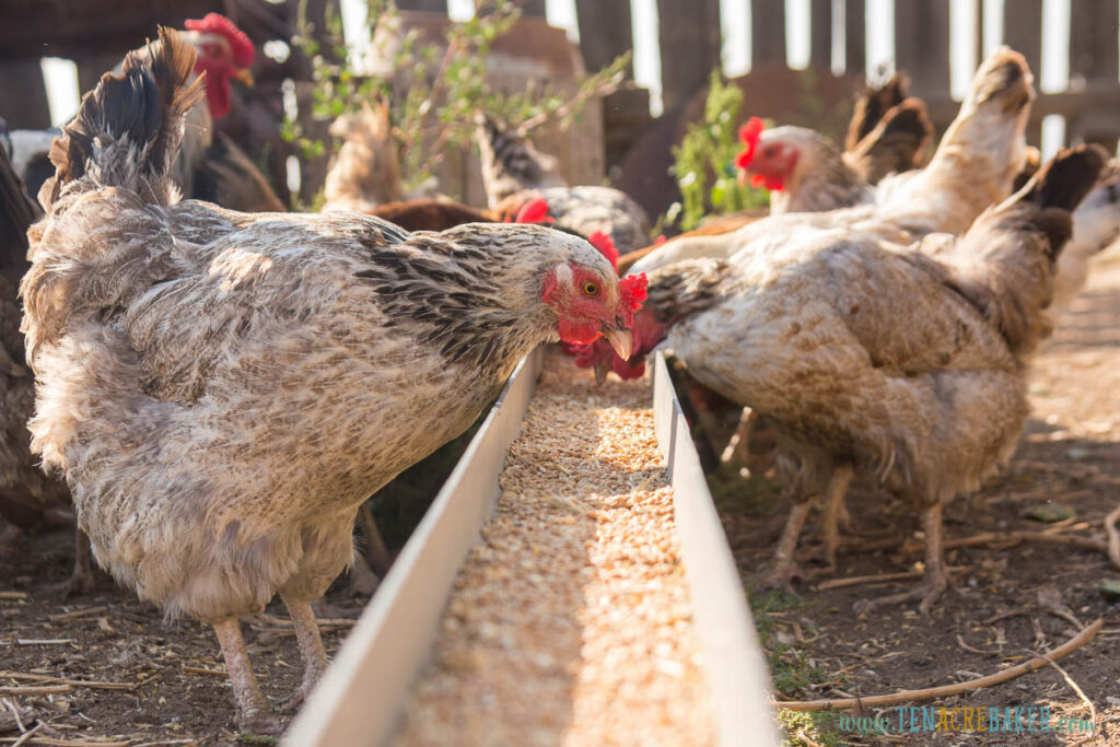 Domestic chickens in the aviary eating food from the tray