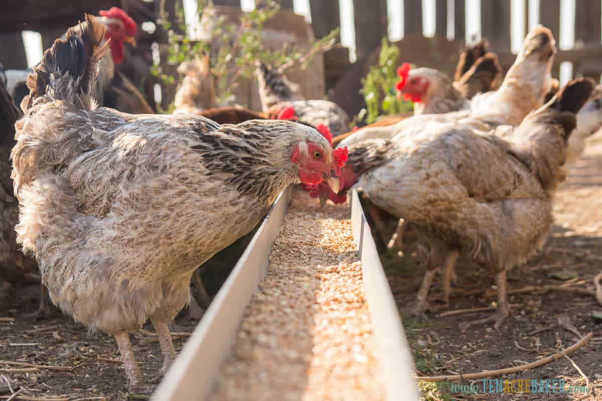 How Many Eggs Do Chickens Lay a Day? How to Maximize Production