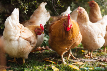 How Many Eggs Do Chickens Lay a Day? How to Maximize Production