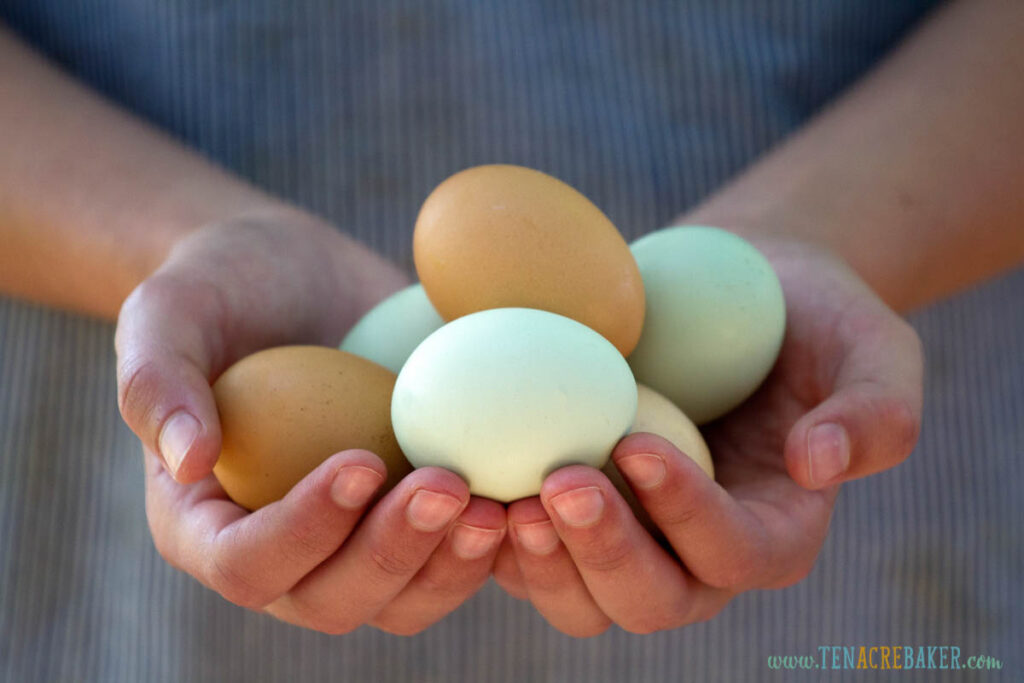 A woman's hands holding eggs just gathered