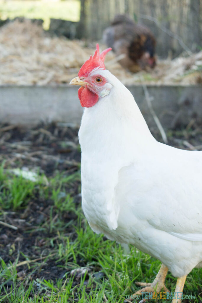 A portrait of hen leghorn with it's beak open eating a blade of grass.