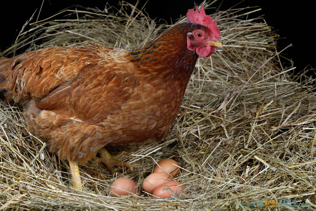 a hen laying eggs in its nest