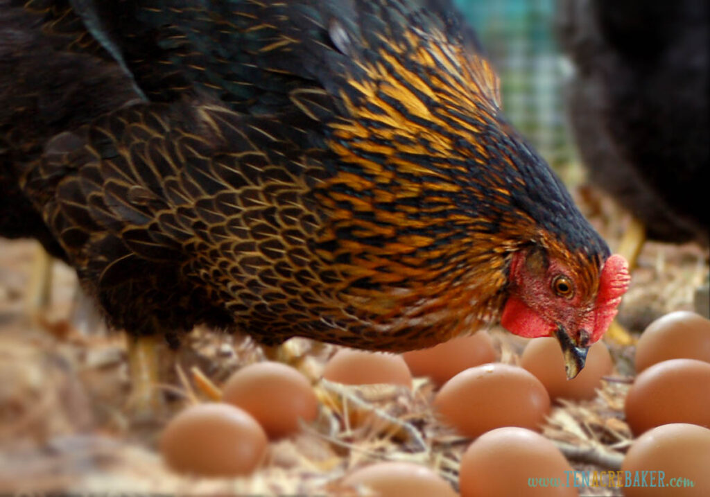 Cape Cod free range backyard chickens with brown eggs.