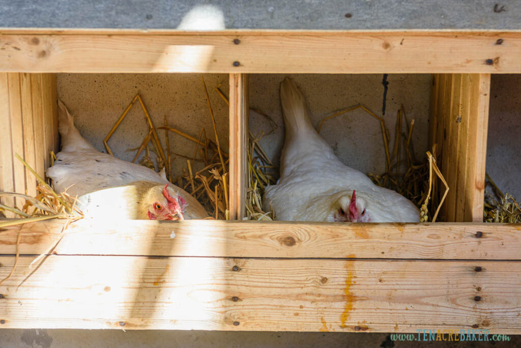 Two chickens resting on straw in a nesting box.
