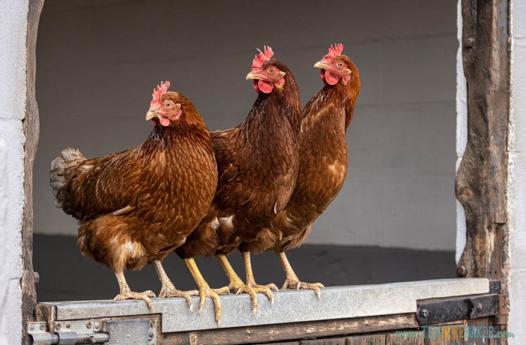 Rhode Island Red Chickens.