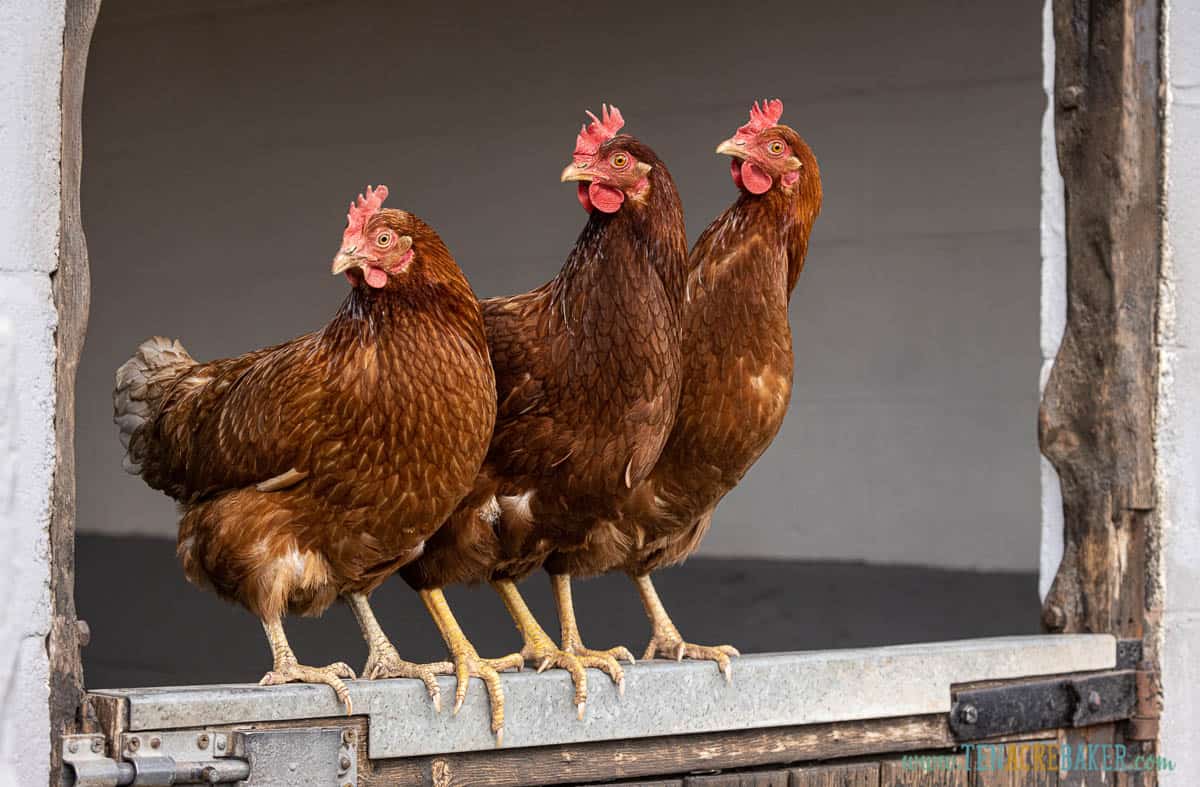 How Many Eggs Do Chickens Lay a Day? How to Maximize Production